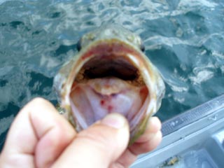 ４０でもお口が小さい