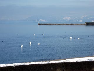 湖東に白鳥がやってきた！！