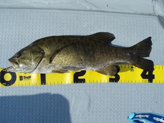 更にゲロゲロ４１