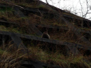 やはりニホンザルは定番