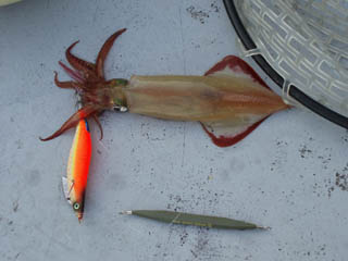 初バーチカルエギングで初アカイカ