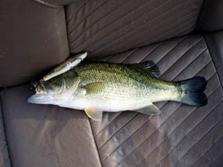 久々のペンシルでのヒットォ～