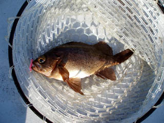 ブリブリ尺メバル