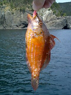 何てベラ？？？