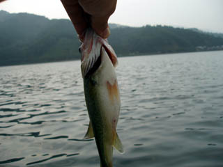 コバスなのに腹パンパン