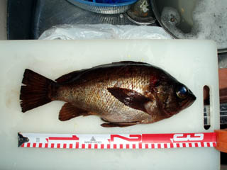 絞めて縮みました