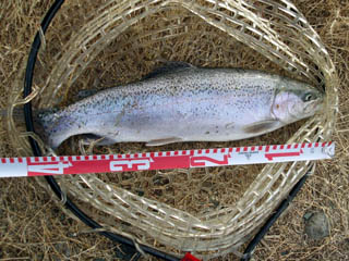 かなり引いた４０オーバー