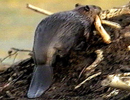 中型犬位の大きさ