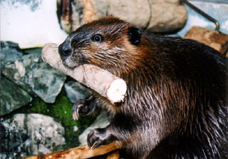 この、つやつやさが、女の人をうっとりさせるのか?