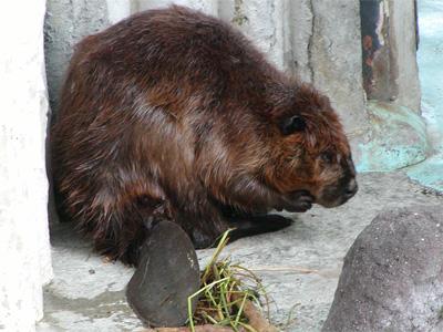 人間って恐ろしい。