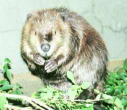 ビーバーってよく見ると可愛いね。