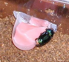 アウラタ本命