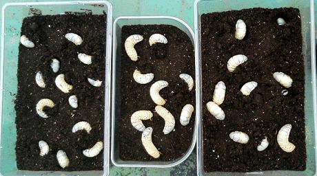 カブト幼虫