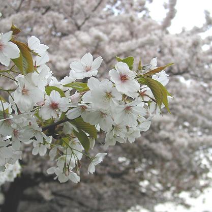 大島桜と染井吉野
