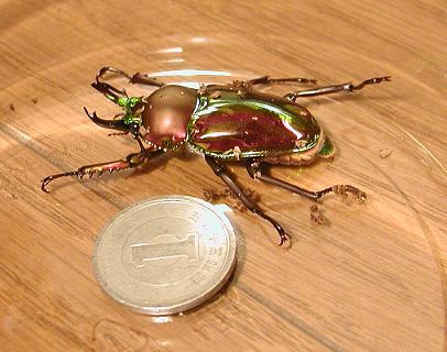 ３頭目の♂
