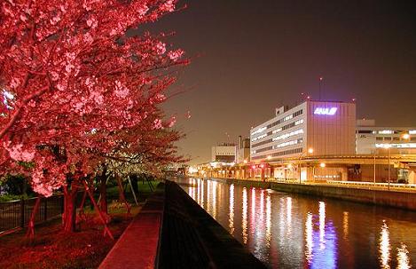 赤い桜