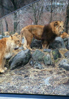 ライオンさん
