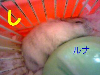 ルナし.JPG
