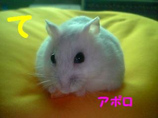 アポロて.JPG