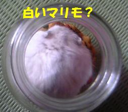 白マリモ？