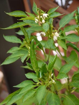 トウガラシの実