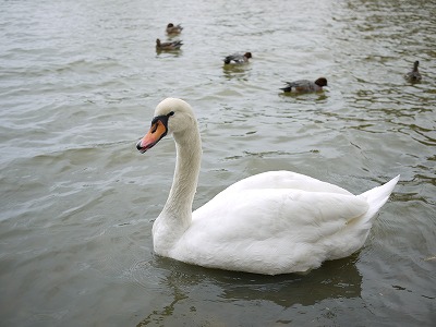 とんぼわたし２