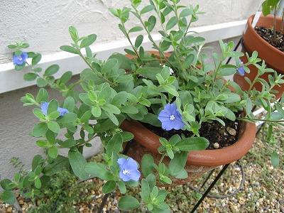 アメリカンブルーアップ１