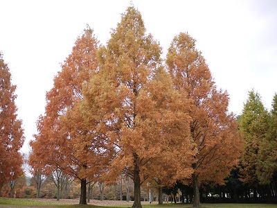 とんぼわたし３