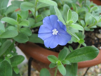 アメリカンブルーアップ２