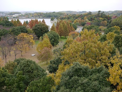 とんぼわたし４