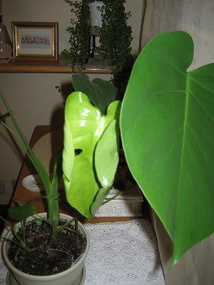 フィロデンドロン