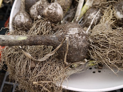 ニンニク収穫１