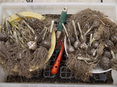 ニンニク収穫２