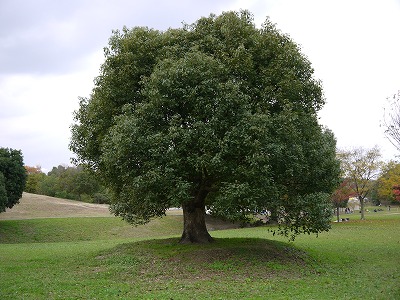 とんぼハニー１