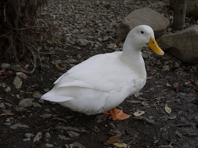 とんぼハニー２