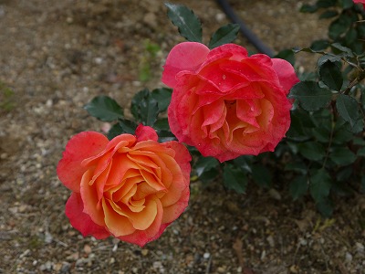 とんぼハニー５