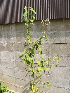 ０６０９お庭８