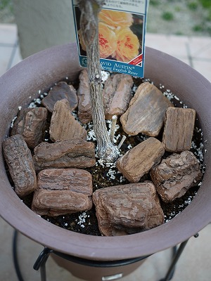 庭２０１１０２－１