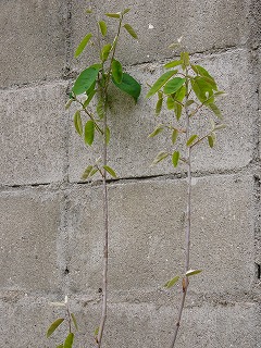 じゅーんべりー