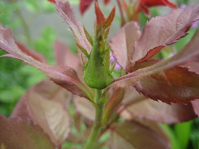 つぼみブルグンド