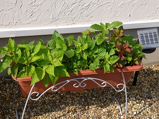 サマーカーニバル