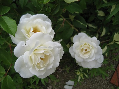 アイスバーグ１