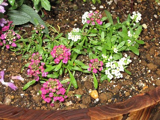 スィートアリッサム