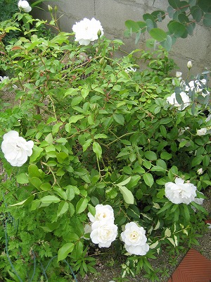 アイスバーグ２