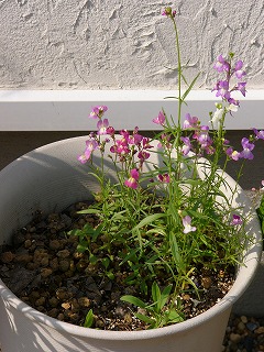 フラワープレート