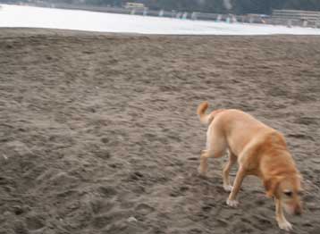 2005.10.22逗子海岸犬