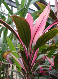 八丈島ピンクの花