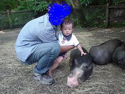 りゅう　豚さんにタッチ