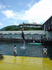 イルカジャンプ