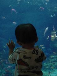 りゅう　魚に夢中